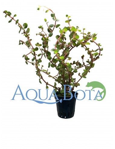 Rotala rotundifolia 'H'ra'  - 1
