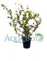 Rotala rotundifolia 'H'ra'  - 1