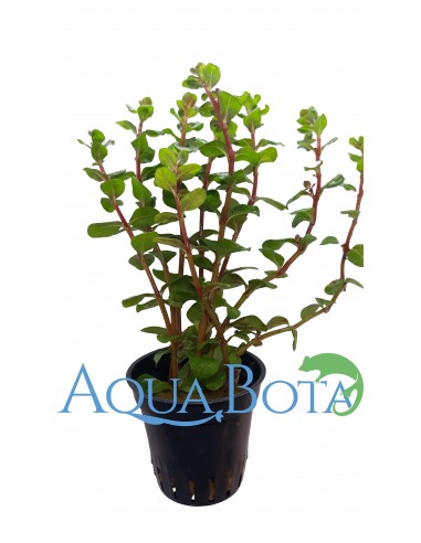 Rotala species 'Yao Yai'  - 1