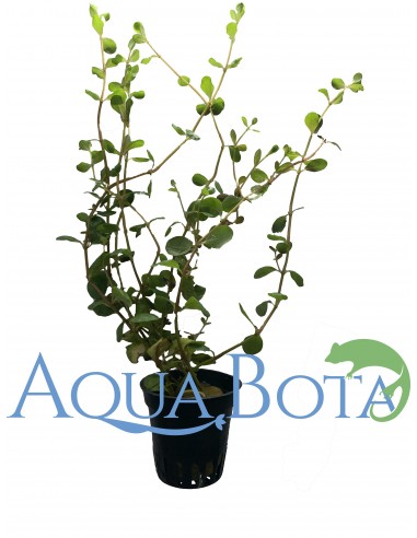 Rotala macrandra  - 2