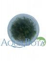 Vesicularia Reticulata - In vitro  - 1
