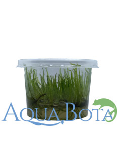 Vesicularia Reticulata - In vitro  - 2