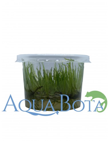 Vesicularia Reticulata - In vitro  - 2