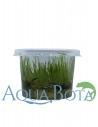Vesicularia Reticulata - In vitro  - 2