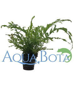 Bolbitis heudelotii  - 1