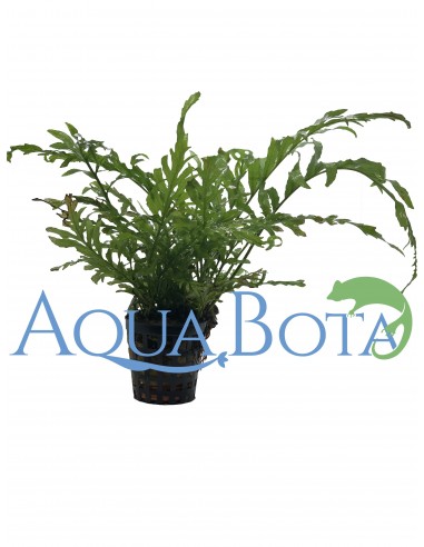 Bolbitis heudelotii  - 1