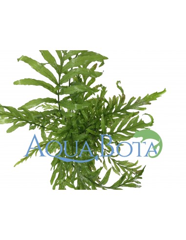 Bolbitis heudelotii  - 2