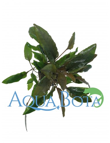 Cryptocoryne moehlmannii  - 2