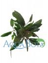 Cryptocoryne moehlmannii  - 2