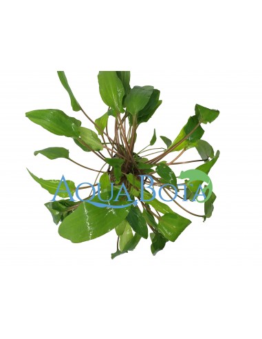 Cryptocoryne wendtii 'Green'  - 1