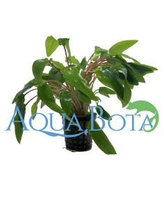 Cryptocoryne wendtii 'Green'  - 2
