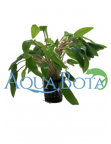 Cryptocoryne wendtii 'Green'  - 2