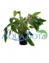 Cryptocoryne wendtii 'Green'  - 2