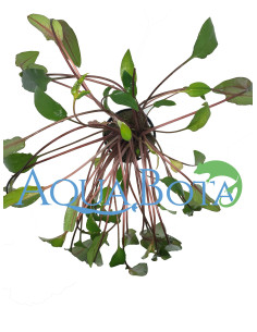 Cryptocoryne beckettii  - 1