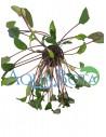 Cryptocoryne beckettii  - 1