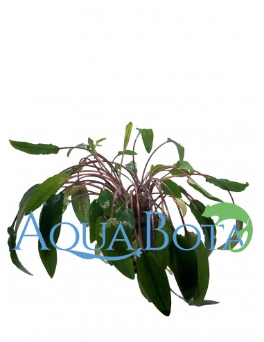 Cryptocoryne beckettii  - 2
