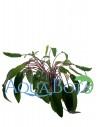 Cryptocoryne beckettii  - 2