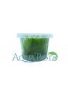 Taxiphyllum alternans (Taiwan Moss) - In vitro  - 1