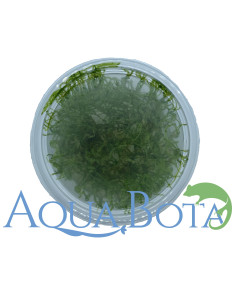 Taxiphyllum alternans (Taiwan Moss) - In vitro  - 2