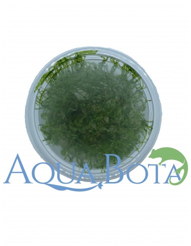 Taxiphyllum alternans (Taiwan Moss) - In vitro  - 2