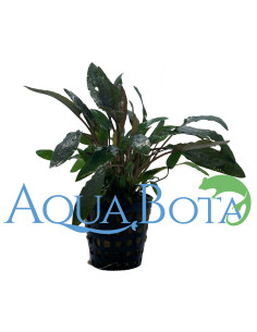 Cryptocoryne wendtii 'Brown'  - 1