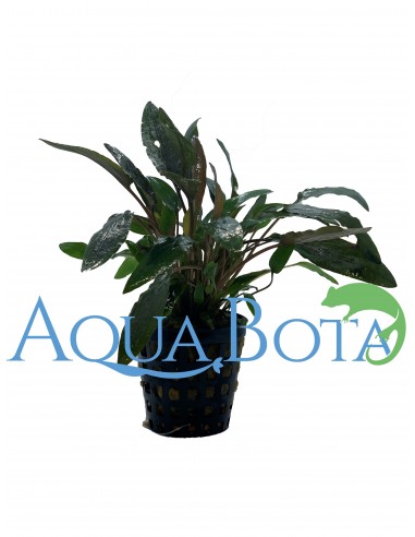 Cryptocoryne wendtii 'Brown'  - 1