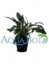 Cryptocoryne wendtii 'Brown'  - 1