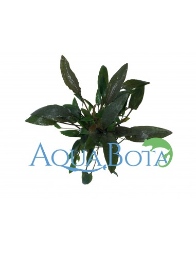 Cryptocoryne wendtii 'Brown'  - 2