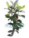 Nesaea crassicaulis  - 1