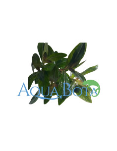 Nesaea crassicaulis  - 2