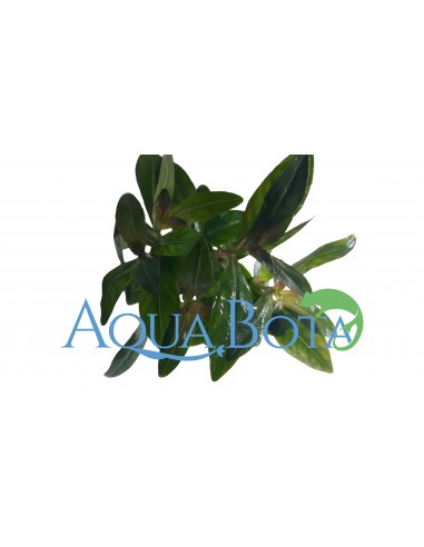 Nesaea crassicaulis  - 2