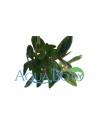 Nesaea crassicaulis  - 2