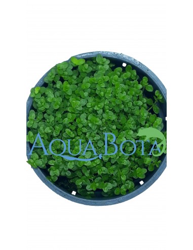 Hemianthus callitrichoides  - 1