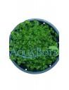 Hemianthus callitrichoides  - 1