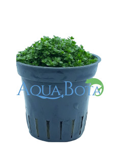Hemianthus callitrichoides  - 2