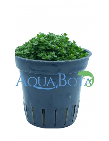 Hemianthus callitrichoides  - 2