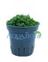 Hemianthus callitrichoides  - 2