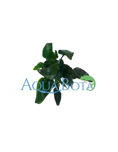 Cryptocoryne pontederiifolia  - 1