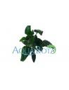 Cryptocoryne pontederiifolia  - 1