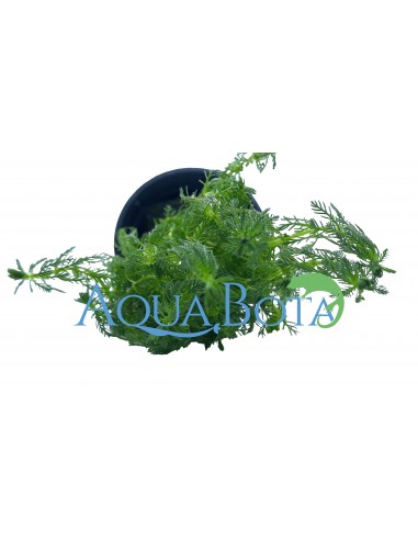 Myriophyllum sp. 'Guyana'  - 1
