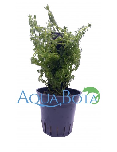 Myriophyllum sp. 'Guyana'  - 2