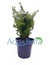 Myriophyllum sp. 'Guyana'  - 2