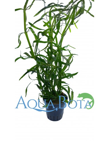 Eusteralis stellata  - 1