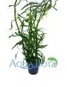 Eusteralis stellata  - 1
