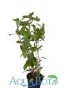 Nesea pedicellata ‘Golden’  - 1