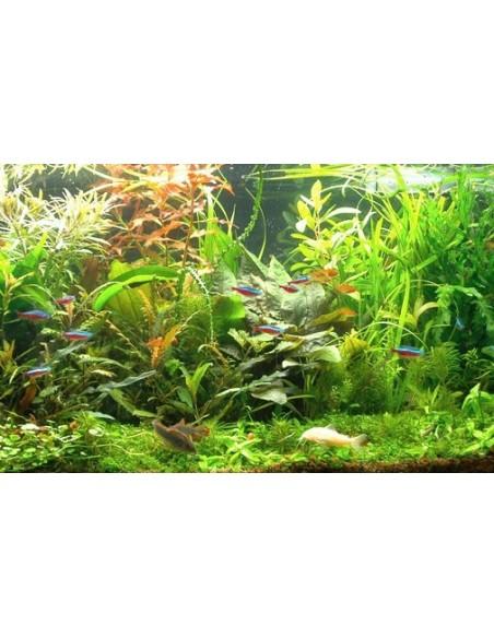Lot de plantes - Facile  - 1