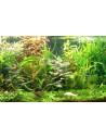 Lot de plantes - Facile  - 1