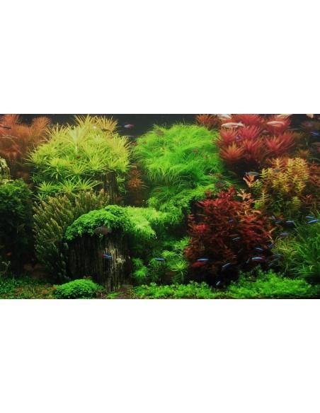Set van planten - Intermediair  - 1