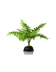 Boston Fern Reptizoo Reptizoo - 1