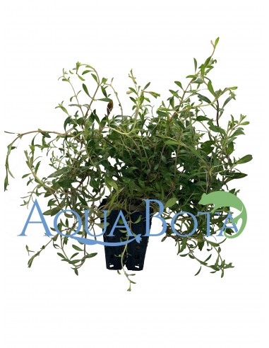 Ludwigia arcuata  - 1